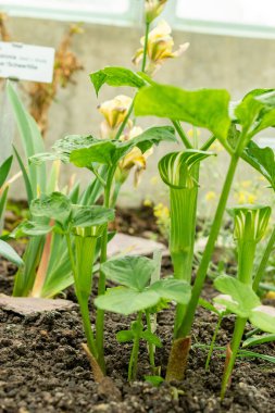 Saint Gallen, İsviçre, 9 Mayıs 2025 Arisaema Amurense veya botanik bahçesindeki tian nan xing tesisi