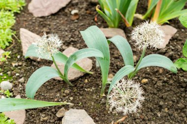Saint Gallen, İsviçre, 9 Mayıs 2025 Allium Karataviense veya botanik bahçesindeki Türk soğan fabrikası