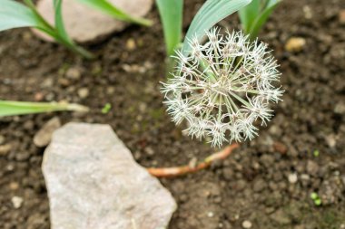 Saint Gallen, İsviçre, 9 Mayıs 2025 Allium Karataviense veya botanik bahçesindeki Türk soğan fabrikası