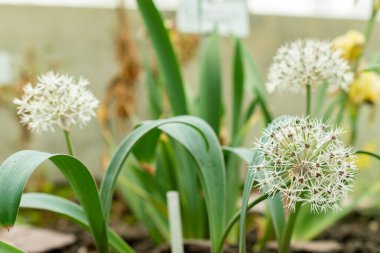 Saint Gallen, İsviçre, 9 Mayıs 2025 Allium Karataviense veya botanik bahçesindeki Türk soğan fabrikası