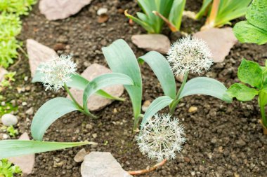 Saint Gallen, İsviçre, 9 Mayıs 2025 Allium Karataviense veya botanik bahçesindeki Türk soğan fabrikası