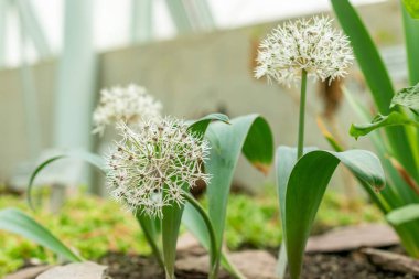 Saint Gallen, İsviçre, 9 Mayıs 2025 Allium Karataviense veya botanik bahçesindeki Türk soğan fabrikası