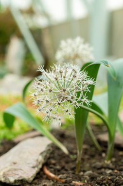 Saint Gallen, İsviçre, 9 Mayıs 2025 Allium Karataviense veya botanik bahçesindeki Türk soğan fabrikası