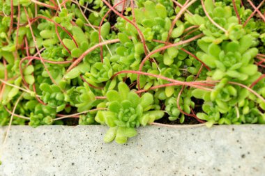 Saint Gallen, İsviçre, 9 Mayıs 2025 Botanik Bahçesindeki Sempervivella Alba bitkisi