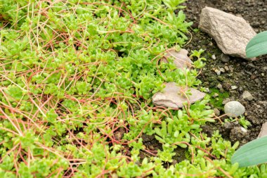 Saint Gallen, İsviçre, 9 Mayıs 2025 Botanik Bahçesindeki Sempervivella Alba bitkisi