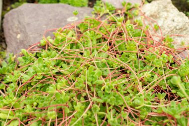 Saint Gallen, İsviçre, 9 Mayıs 2025 Botanik Bahçesindeki Sempervivella Alba bitkisi