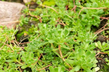 Saint Gallen, İsviçre, 9 Mayıs 2025 Botanik Bahçesindeki Sempervivella Alba bitkisi