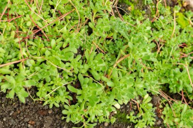 Saint Gallen, İsviçre, 9 Mayıs 2025 Botanik Bahçesindeki Sempervivella Alba bitkisi