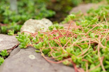 Saint Gallen, İsviçre, 9 Mayıs 2025 Botanik Bahçesindeki Sempervivella Alba bitkisi