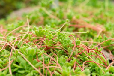 Saint Gallen, İsviçre, 9 Mayıs 2025 Botanik Bahçesindeki Sempervivella Alba bitkisi