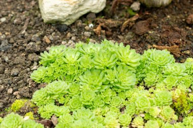 Saint Gallen, İsviçre, 9 Mayıs 2025 Rosularia Pallida Bitkisi Botanik Bahçesinde