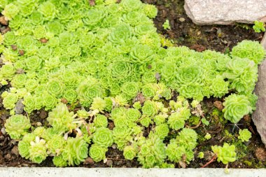 Saint Gallen, İsviçre, 9 Mayıs 2025 Rosularia Pallida Bitkisi Botanik Bahçesinde