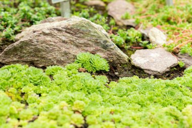 Saint Gallen, İsviçre, 9 Mayıs 2025 Rosularia Pallida Bitkisi Botanik Bahçesinde