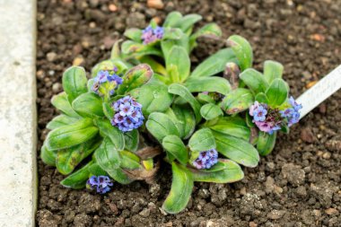 Saint Gallen, İsviçre, 9 Mayıs 2025 Myosotis Capitata bitkisi botanik bahçesinde.