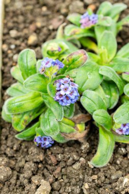 Saint Gallen, İsviçre, 9 Mayıs 2025 Myosotis Capitata bitkisi botanik bahçesinde.