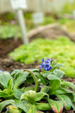 Saint Gallen, İsviçre, 9 Mayıs 2025 Myosotis Capitata bitkisi botanik bahçesinde.