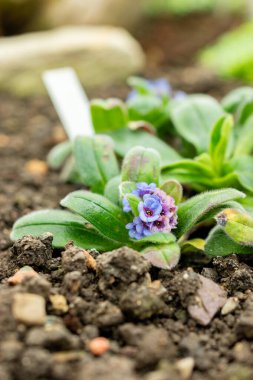 Saint Gallen, İsviçre, 9 Mayıs 2025 Myosotis Capitata bitkisi botanik bahçesinde.