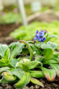 Saint Gallen, İsviçre, 9 Mayıs 2025 Myosotis Capitata bitkisi botanik bahçesinde.