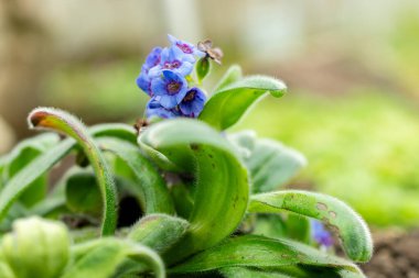 Saint Gallen, İsviçre, 9 Mayıs 2025 Myosotis Capitata bitkisi botanik bahçesinde.