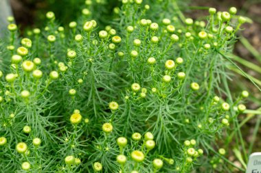 Saint Gallen, İsviçre, 9 Mayıs 2025 Botanik Bahçesindeki Chrysocoma Coma-Aurea fabrikası