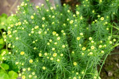 Saint Gallen, İsviçre, 9 Mayıs 2025 Botanik Bahçesindeki Chrysocoma Coma-Aurea fabrikası