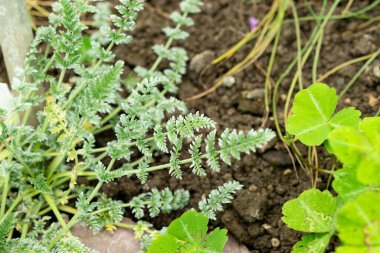 Saint Gallen, İsviçre, 9 Mayıs 2025 Oreomyrhis Argentea fabrikası botanik bahçesinde.