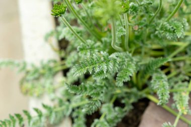 Saint Gallen, İsviçre, 9 Mayıs 2025 Oreomyrhis Argentea fabrikası botanik bahçesinde.