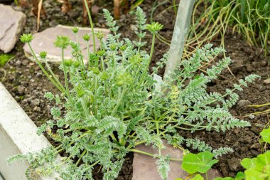 Saint Gallen, İsviçre, 9 Mayıs 2025 Oreomyrhis Argentea fabrikası botanik bahçesinde.