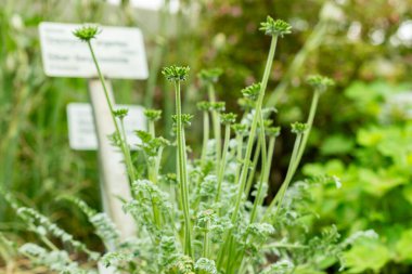 Saint Gallen, İsviçre, 9 Mayıs 2025 Oreomyrhis Argentea fabrikası botanik bahçesinde.