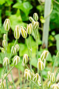 Saint Gallen, İsviçre, 9 Mayıs 2025 Botanik Bahçesindeki Albuca Polyphylla bitkisi