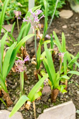 Saint Gallen, İsviçre, 9 Mayıs 2025 Tulbaghia Simmleri veya botanik bahçesindeki tatlı yabani sarımsak bitkisi