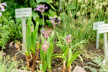 Saint Gallen, İsviçre, 9 Mayıs 2025 Tulbaghia Simmleri veya botanik bahçesindeki tatlı yabani sarımsak bitkisi