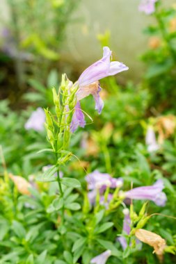 Saint Gallen, İsviçre, 9 Mayıs 2025 Botanik Bahçesindeki Penstemon Cardwellii fabrikası