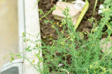 Saint Gallen, İsviçre, 9 Mayıs 2025 Fumana Leavipes bitkisi botanik bahçesinde