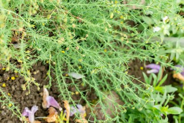 Saint Gallen, İsviçre, 9 Mayıs 2025 Fumana Leavipes bitkisi botanik bahçesinde