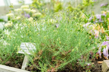 Saint Gallen, İsviçre, 9 Mayıs 2025 Fumana Leavipes bitkisi botanik bahçesinde