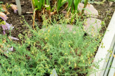 Saint Gallen, İsviçre, 9 Mayıs 2025 Fumana Leavipes bitkisi botanik bahçesinde