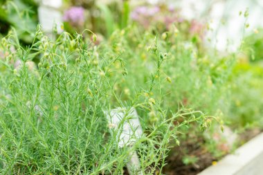 Saint Gallen, İsviçre, 9 Mayıs 2025 Fumana Leavipes bitkisi botanik bahçesinde