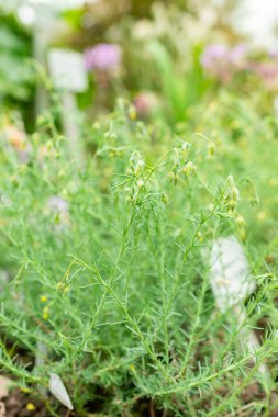 Saint Gallen, İsviçre, 9 Mayıs 2025 Fumana Leavipes bitkisi botanik bahçesinde