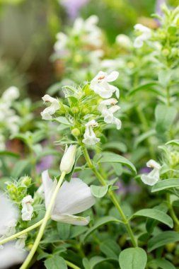 Saint Gallen, İsviçre, 9 Mayıs 2025 Dracocephalum Renati bitkisi botanik bahçesinde.