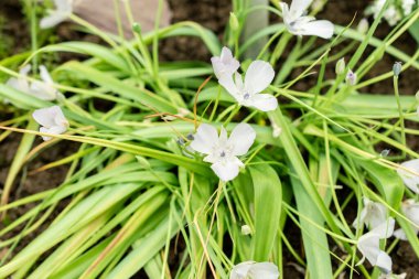 Saint Gallen, İsviçre, 9 Mayıs 2025 Calochortus Uniflorus veya botanik bahçesindeki Monterey mariposa bitkisi