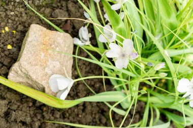 Saint Gallen, İsviçre, 9 Mayıs 2025 Calochortus Uniflorus veya botanik bahçesindeki Monterey mariposa bitkisi