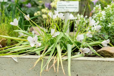 Saint Gallen, İsviçre, 9 Mayıs 2025 Calochortus Uniflorus veya botanik bahçesindeki Monterey mariposa bitkisi