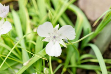 Saint Gallen, İsviçre, 9 Mayıs 2025 Calochortus Uniflorus veya botanik bahçesindeki Monterey mariposa bitkisi