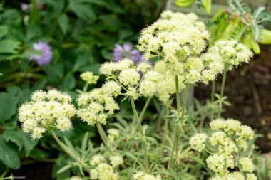 Saint Gallen, İsviçre, 9 Mayıs 2025 Eriogonum Heracleoides veya botanik bahçesindeki yaban havucu bitkisi