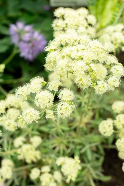 Saint Gallen, İsviçre, 9 Mayıs 2025 Eriogonum Heracleoides veya botanik bahçesindeki yaban havucu bitkisi