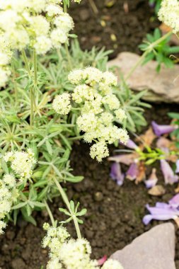 Saint Gallen, İsviçre, 9 Mayıs 2025 Eriogonum Heracleoides veya botanik bahçesindeki yaban havucu bitkisi