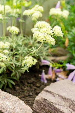 Saint Gallen, İsviçre, 9 Mayıs 2025 Eriogonum Heracleoides veya botanik bahçesindeki yaban havucu bitkisi