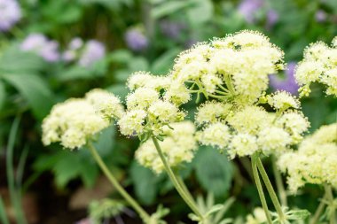 Saint Gallen, İsviçre, 9 Mayıs 2025 Eriogonum Heracleoides veya botanik bahçesindeki yaban havucu bitkisi