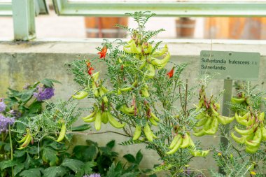 Saint Gallen, İsviçre, 9 Mayıs 2025 Sutherlandia Frutescens veya botanik bahçesindeki kanser çalı bitkisi